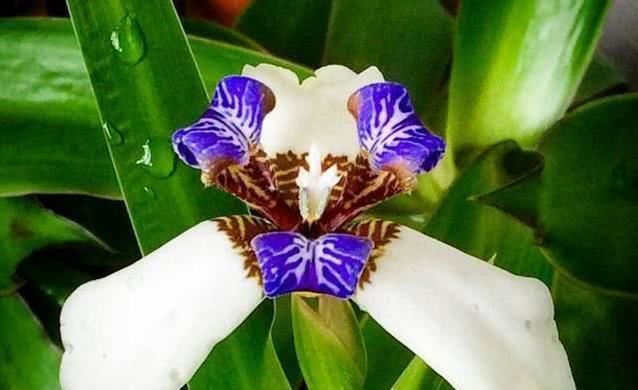  霉运|8月开始事业稳步上升，霉运散尽，富贵近身的四大属相