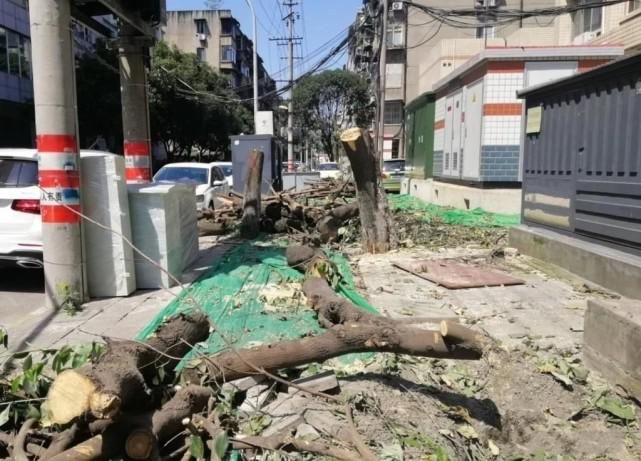  巷里|桂花巷里砍光桂花，这得和满街居民多大仇恨？