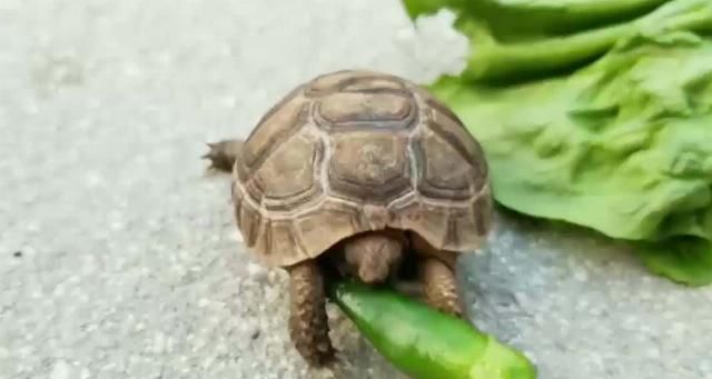  误吞|全世界最辣的死神辣椒，被乌龟误吞后，下一秒达到“龟生巅峰”