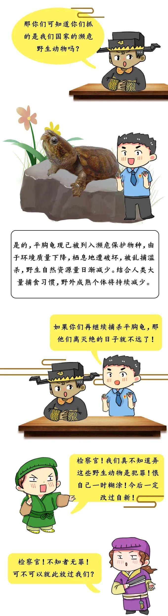 触犯|萌妞普法︱买龟?卖龟?触犯法律,铁定要亏!