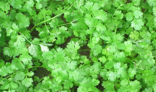  作用|你爱吃香菜吗？香菜的功效与作用你知道多少呢？快来看看吧！
