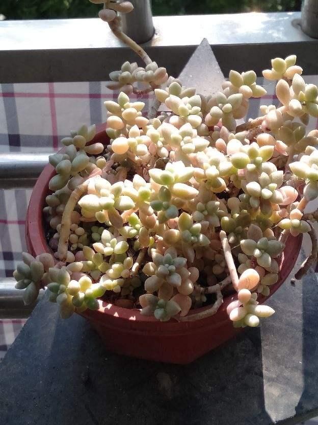  红宝石|小盆栽也可爱，盆越小，水越少，长得越好看