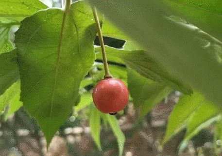 珍珠奶香果|元江一种新奇水果成熟了,奶香味的,吃过吗?