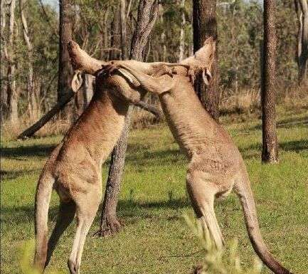 浑身|光是围观他们打架我都觉得浑身疼