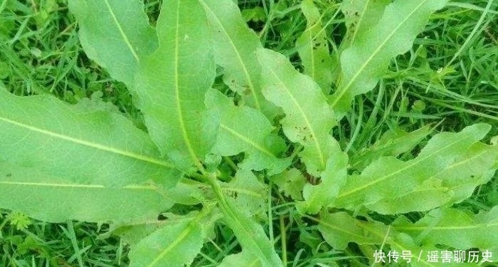 野菜|农村遇见这种野菜,摘叶就好别再拔根了,当今价值比较珍贵!