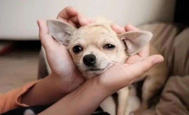 挖地道|吉娃娃挖地道逃跑,6年后被寻回,原来它是为了一段情