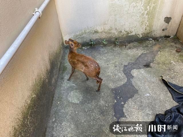下水道|爱了爱了,消防员救了一头“小鹿”!不不不,那是黄麂