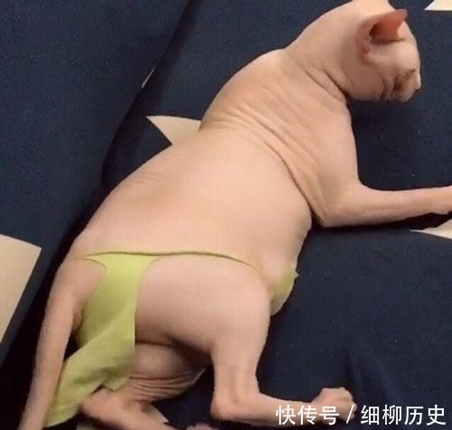  喵星人|主人给无毛猫穿上小内内后, 这画风太辣眼! 网友: 像个中年胖子!