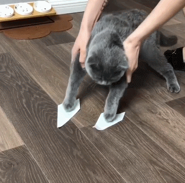 猫咪|猫咪：这年头……我们当猫的太不容易了！