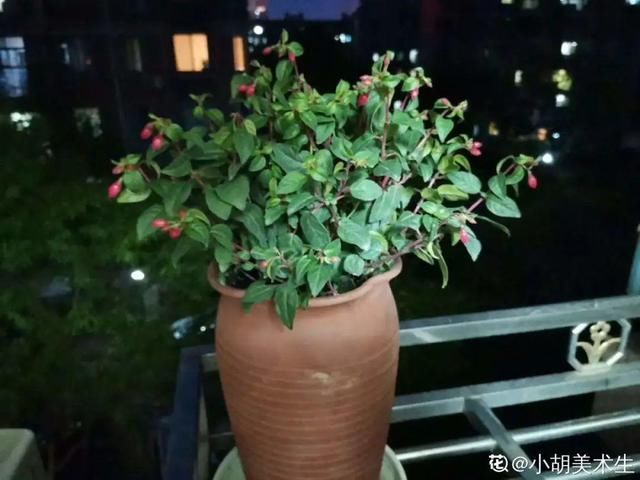  新芽|花养成光杆司令，赶紧这么救，3天冒新芽