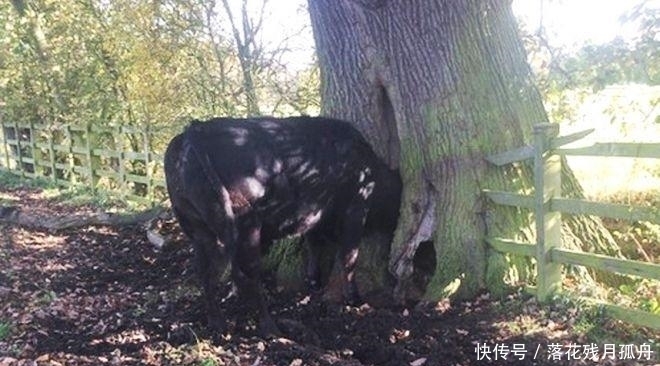  陷入|直击: 陷入各种“困境”的动物奇葩瞬间