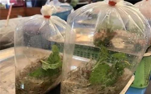 中国|中国一道“禁菜”，却被泰国发扬光大，网友：你们怎么下得去口？