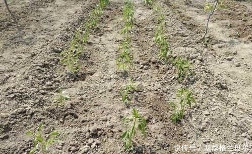 爬高|晋南农村79岁老两口,爬高上低开荒种菜,吃不完送乡亲