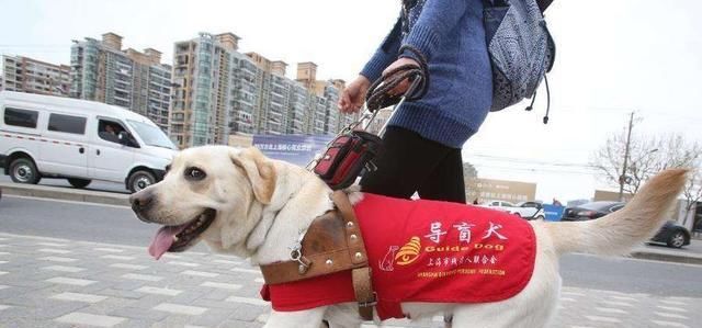 体现|咬人犬未必全是恶犬,但随意伤人就是恶犬,犬的行为体现主人素养