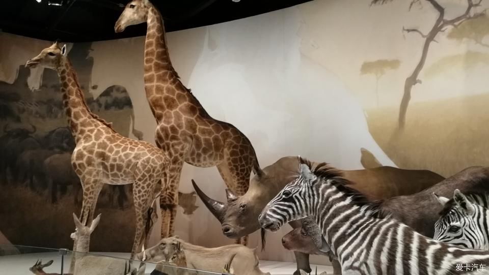  孩子|周末闲暇时光带着孩子打卡成都博物馆