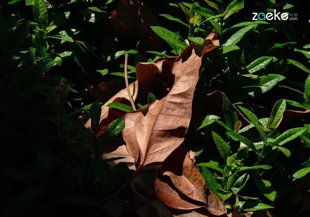  X50|vivo X50 Pro+ 拍照专项评测：强悍如此，堪称炫技