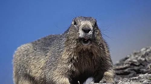  羊肉|女子剁羊肉不慎溅到眼里，三个月后发生的事让人心惊！