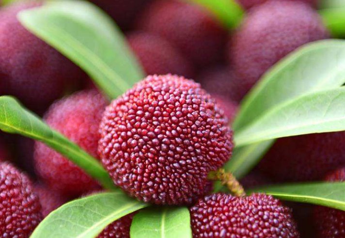  时间|用盐水洗杨梅？大错特错，老人教你两招，吃起来不担心有虫子！