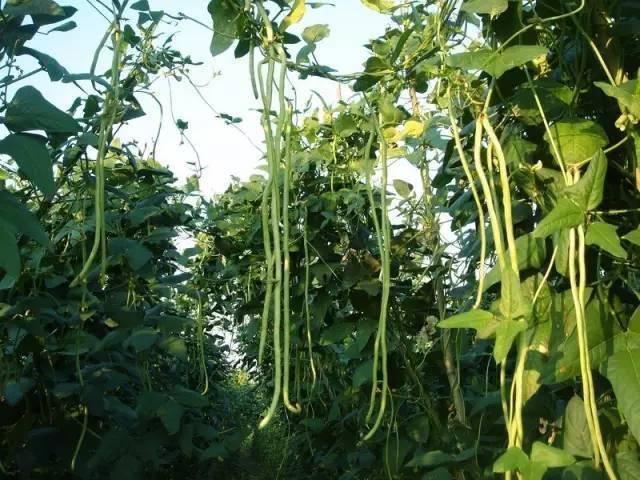  玉米地|东明老家玉米地里看到的一幕，令人......