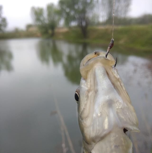  脱钩跑鱼|野钓时连续跑鱼，有哪些原因，浅谈一下个人见解
