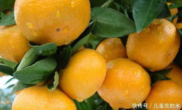 滋味|易家河蜜桔,品位甜中带酸的初恋滋味,吃货快来尝尝