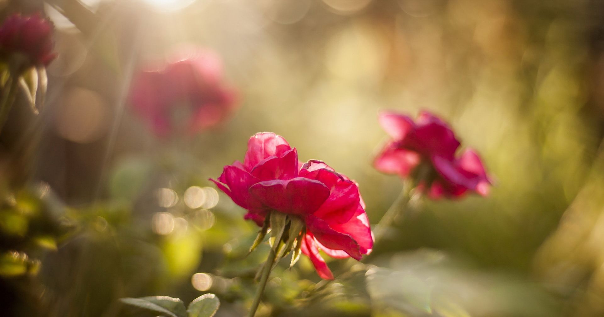 桃花运|在这个8月中旬,桃花运最旺的四大星座,贵人在旁,好运常在