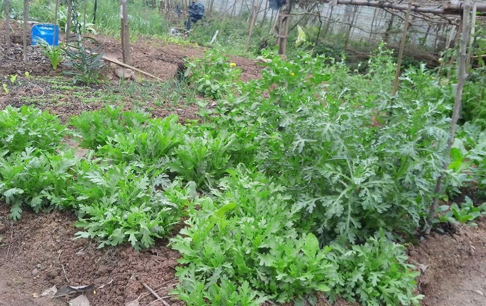 种植|在北方沦为野菜，在南方却大量种植，2元一斤，下火锅很好吃