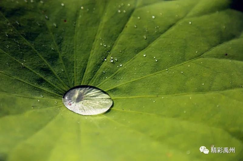  荷花|夏季网红打卡地：荷花已盛开，明早谁约？