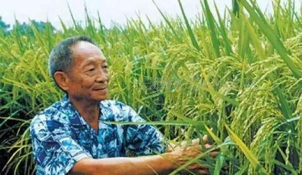  粮食|我国粮食产量比印度还多，为什么我国要进口粮食，而印度要出口？