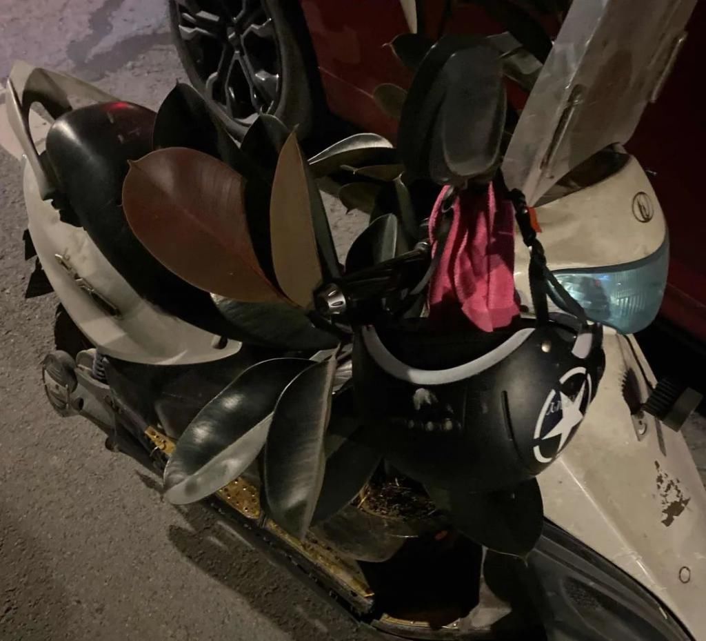 麻步|麻步一男子顺手牵羊将别人盆栽带回家 被抓