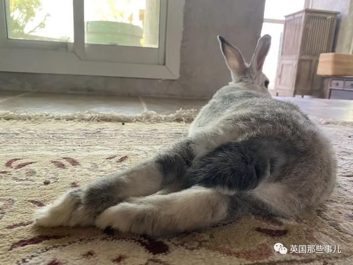  沙漠|霓虹妹子嫁到阿联酋，在5万平米的沙漠＂后院＂里养猫养骆驼?!