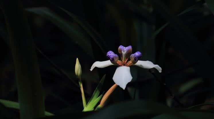  霉运|8月开始事业稳步上升，霉运散尽，富贵近身的四大属相