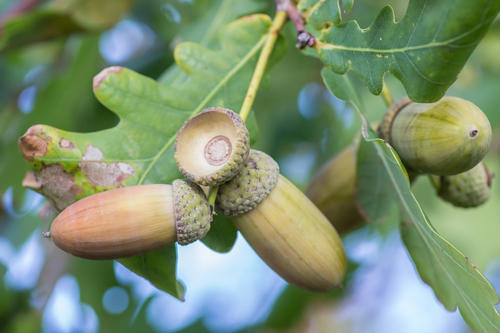 主食|曾是人类的主要食物,小时候一捡一大堆,如今满地都是没人要