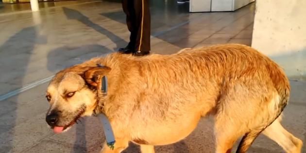  到处|这只无依无靠的流浪狗，拖着8公斤肿瘤到处求救，结局很暖心