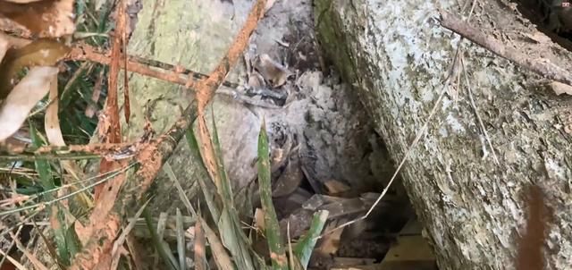  寻诱|农村小伙进大山寻诱蜂箱准备割蜜，没想到这从损失的不止一窝蜜蜂