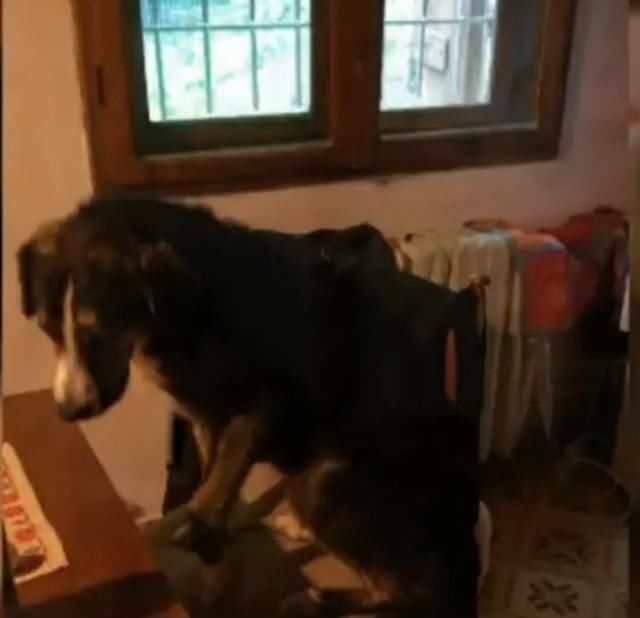  山区|越野选手山区不慎跌断骨，流浪狗一个举动救了他一命