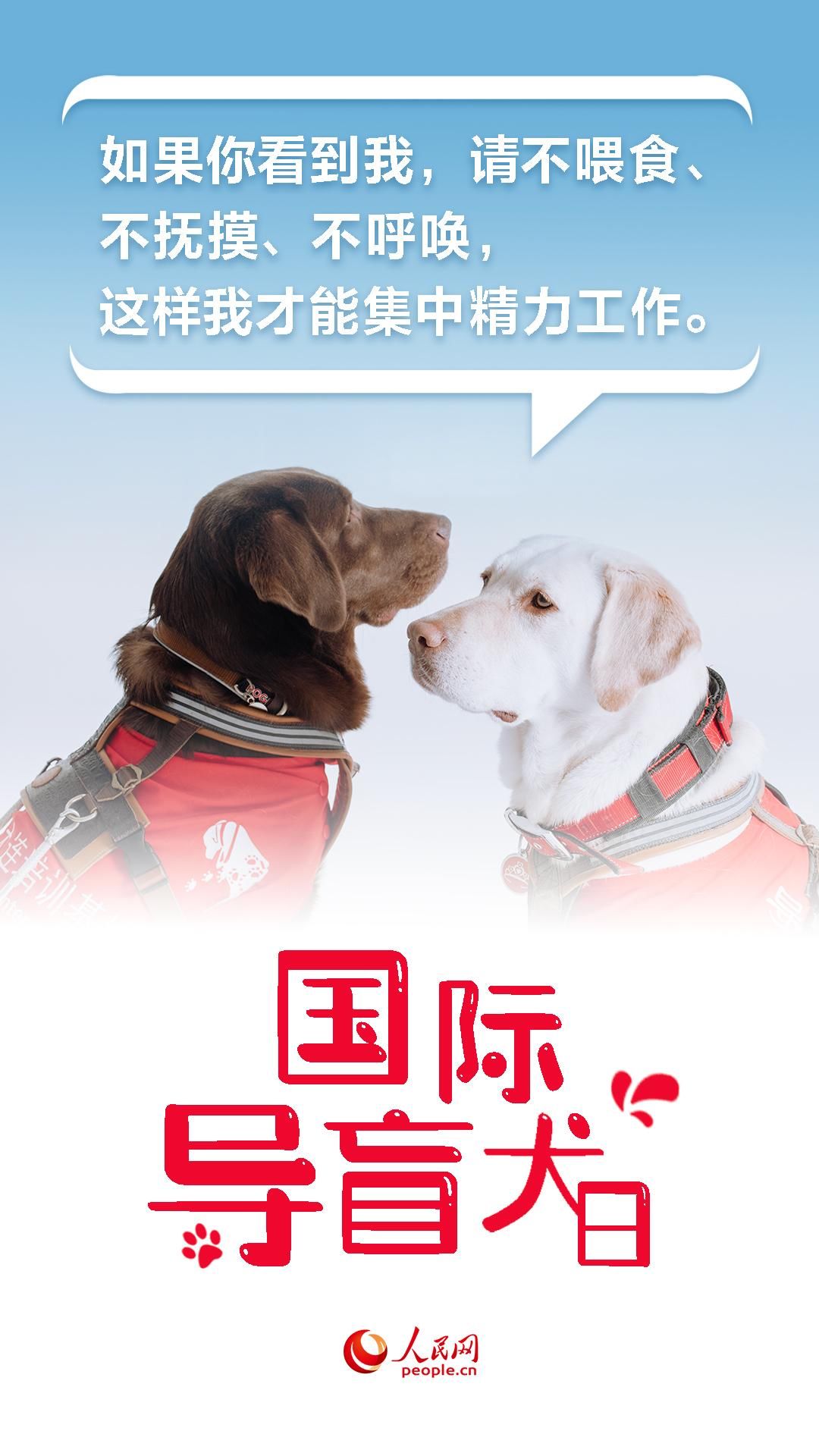 国际导盲犬日｜与爱同行 关爱视障人士的“第二双眼睛”