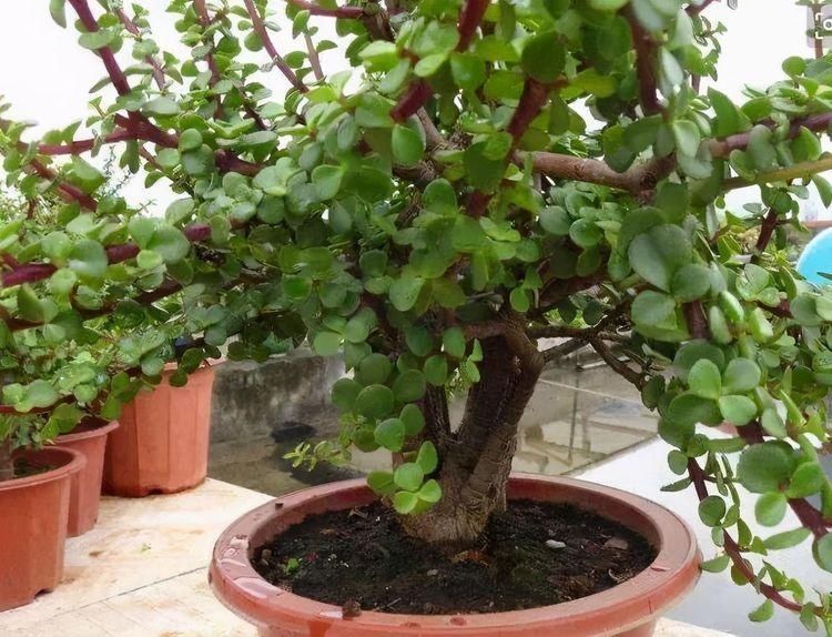 别忘了|秋冬季如何养金枝玉叶?有“3招”别忘了,长枝长叶变老桩