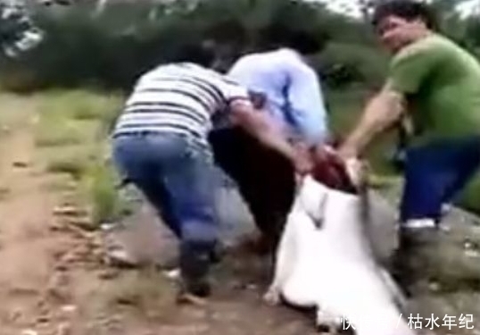 大开眼界|农村池塘传来怪叫,大胆村民捉住后,大开眼界