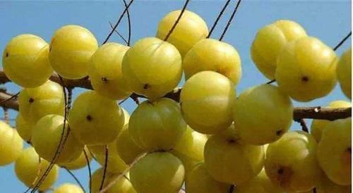 余甘果|夏天不妨常吃此水果,促进消化,保护肝脏,还能延缓衰老