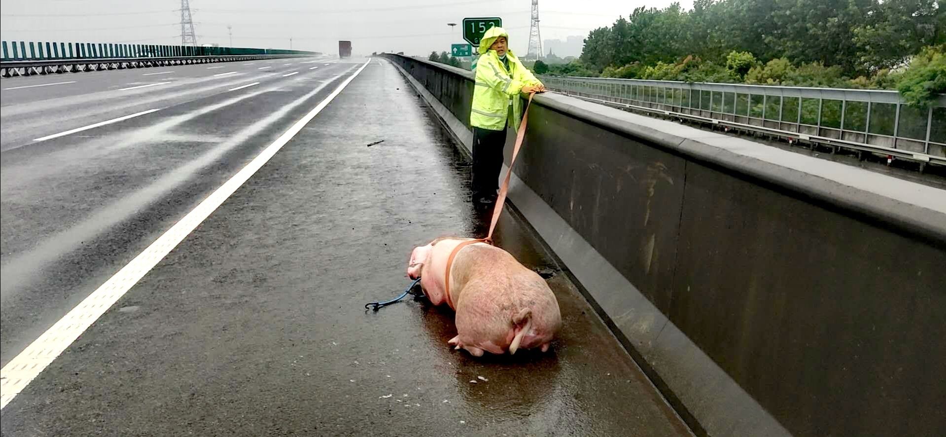 跳车|一头几百斤的猪高速跳车 民警紧急救助