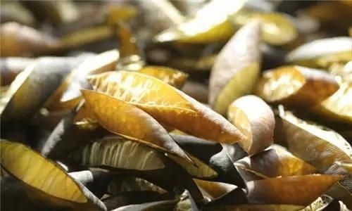 极少|这种深海“松茸”,产量极少,能买到的都是野生的