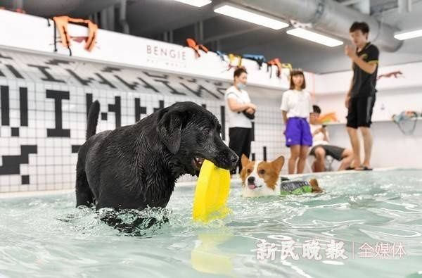  毛孩子|沪上兴起宠物游泳馆 “毛孩子”疯玩消暑两不误