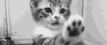 电话|这只猫通宵等主人电话,只为在摄像头里见一面,无数网友泪崩…