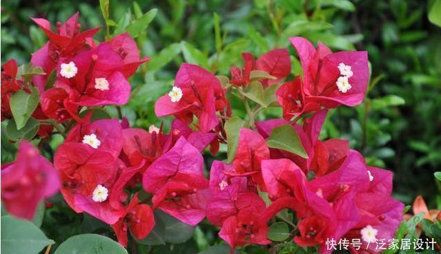 超长|花期超长的两种木本花卉,一种适合南方一种适合北方