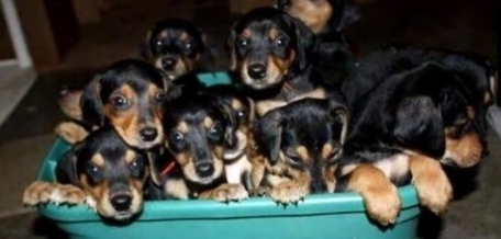 抛弃|怀孕狗狗被前主人抛弃,被好心人收养后竟然送给恩人一个大礼物