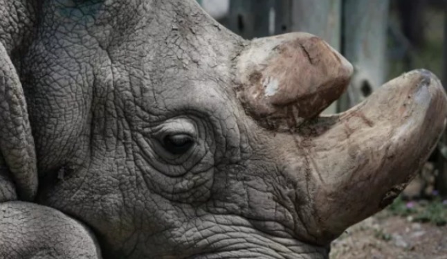 特种兵|全球独一只,24小时被特种兵持枪保护,如今怎么样了?