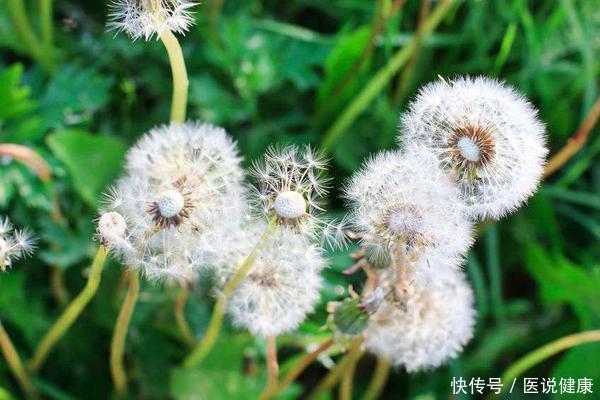 尿酸过高引起痛风禁忌什么食物(尿酸高不控制，会导致痛风，这5种食材泡水喝，或能慢慢降下来)