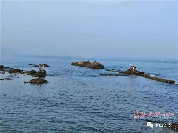  小麦|小麦岛海边发生惊险一幕！又有11人中招！