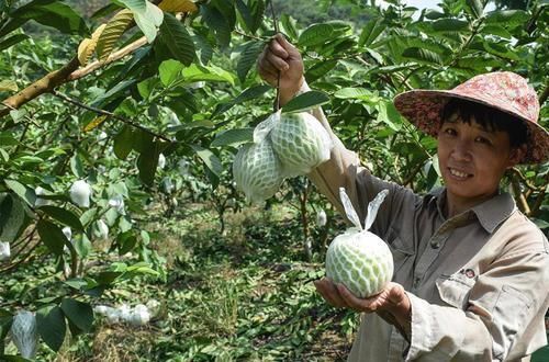  白送|维C是柑橘的8倍，以前白送都没人要，如今2元一个很抢手